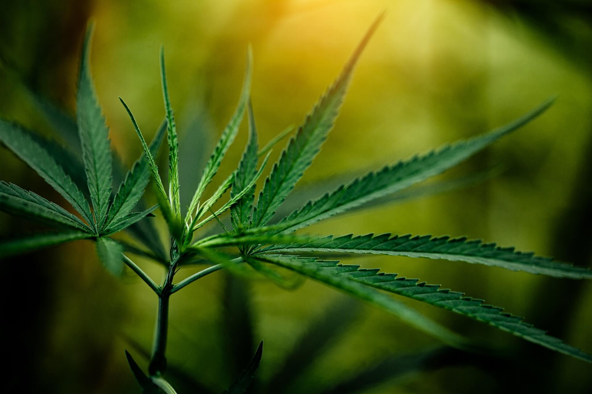 Marijuana Leaf over a background that looks like plants