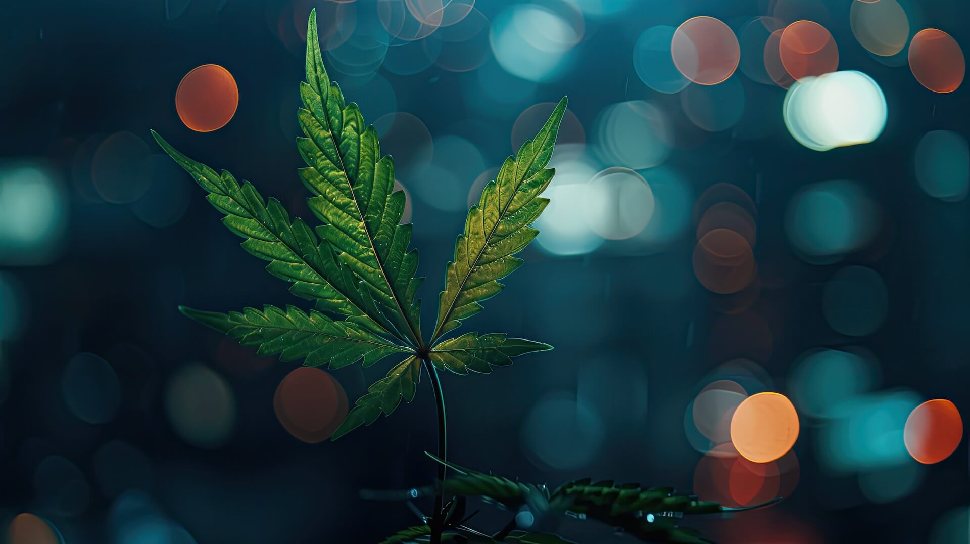 Marijuana Leaf over a background that looks like city lights