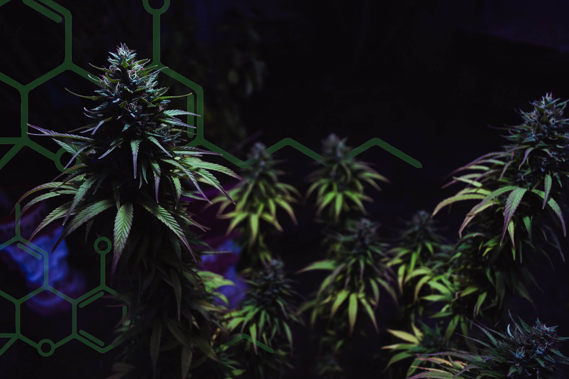 Image of a marijuana plant with the TerraPharm logo in the background